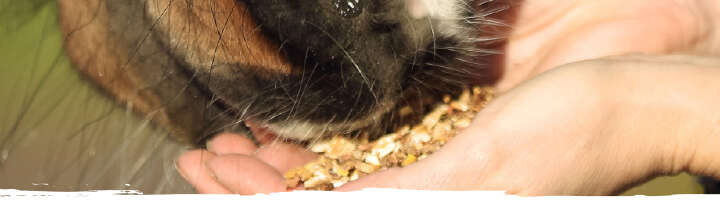 Einstiegsbanner Futterberater 920px